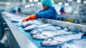 Fresh Kerala seafood being processed at Ocean Malabar facility