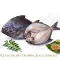Black Pomfret