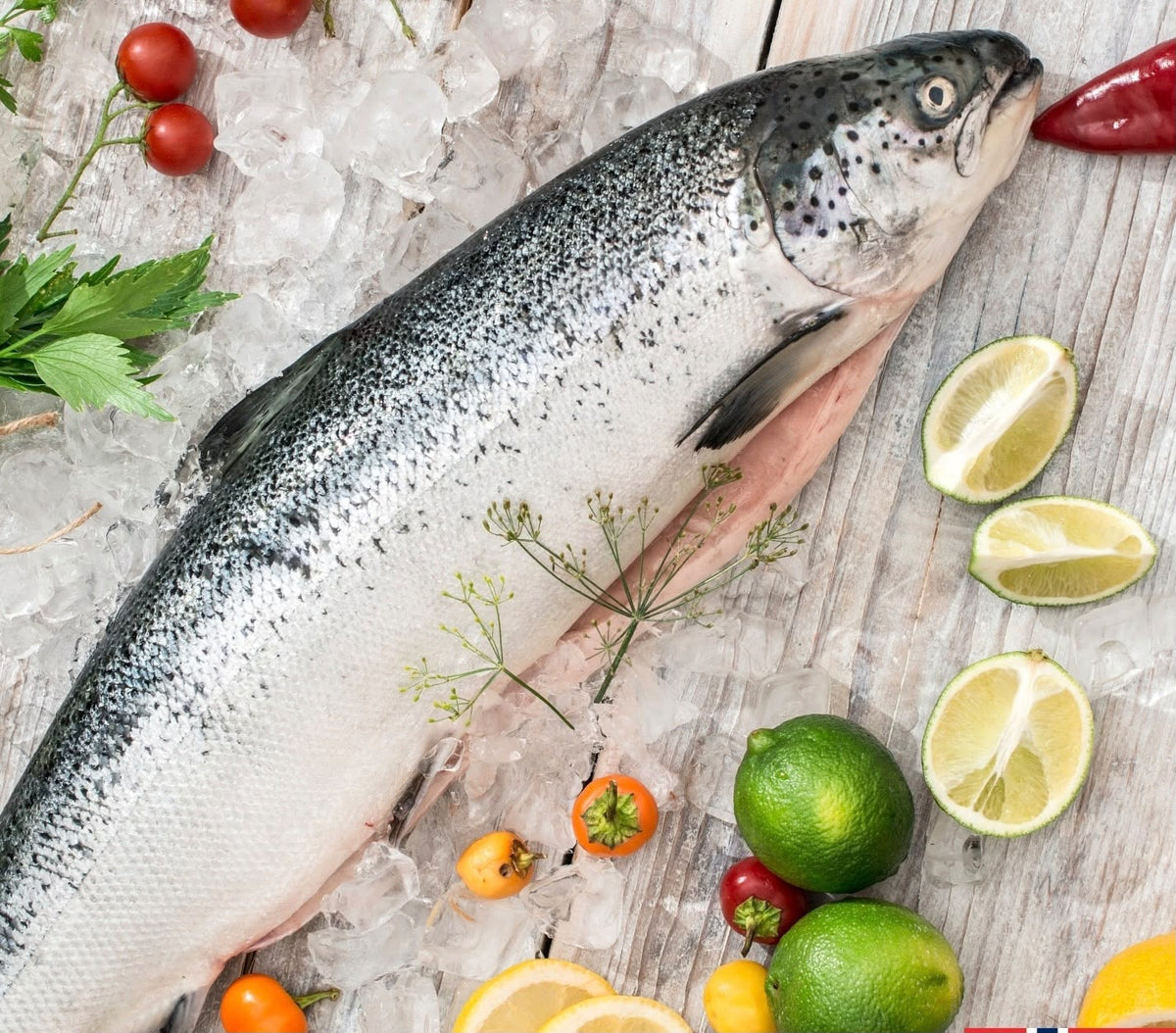 Salmon