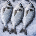 Sea Bream