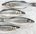 Sea-Bass