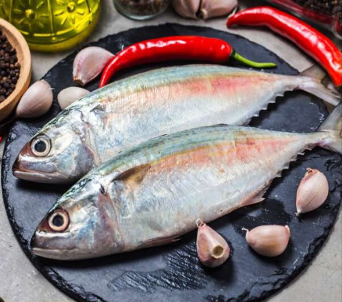 Indian Mackerel