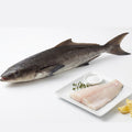 cobia