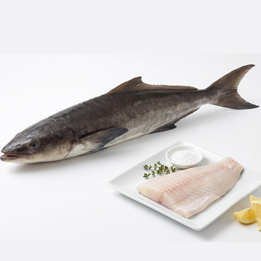 cobia