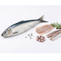 Sardine